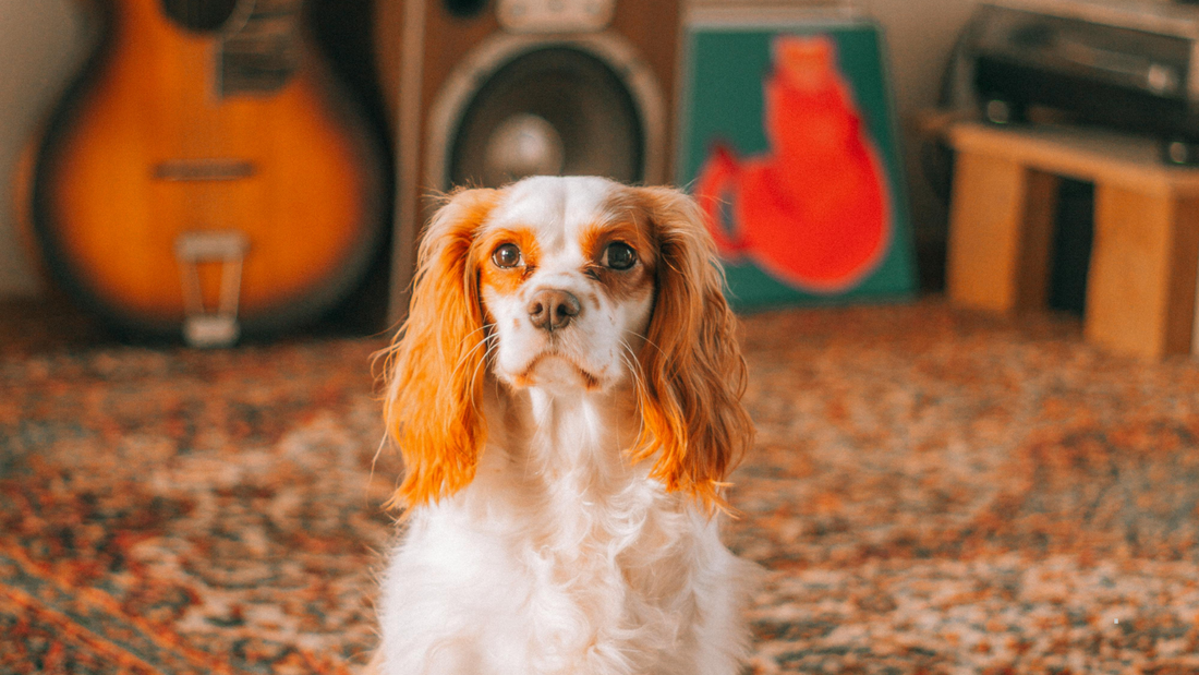 How Pet Urine Damages Rugs - and What to Do About It