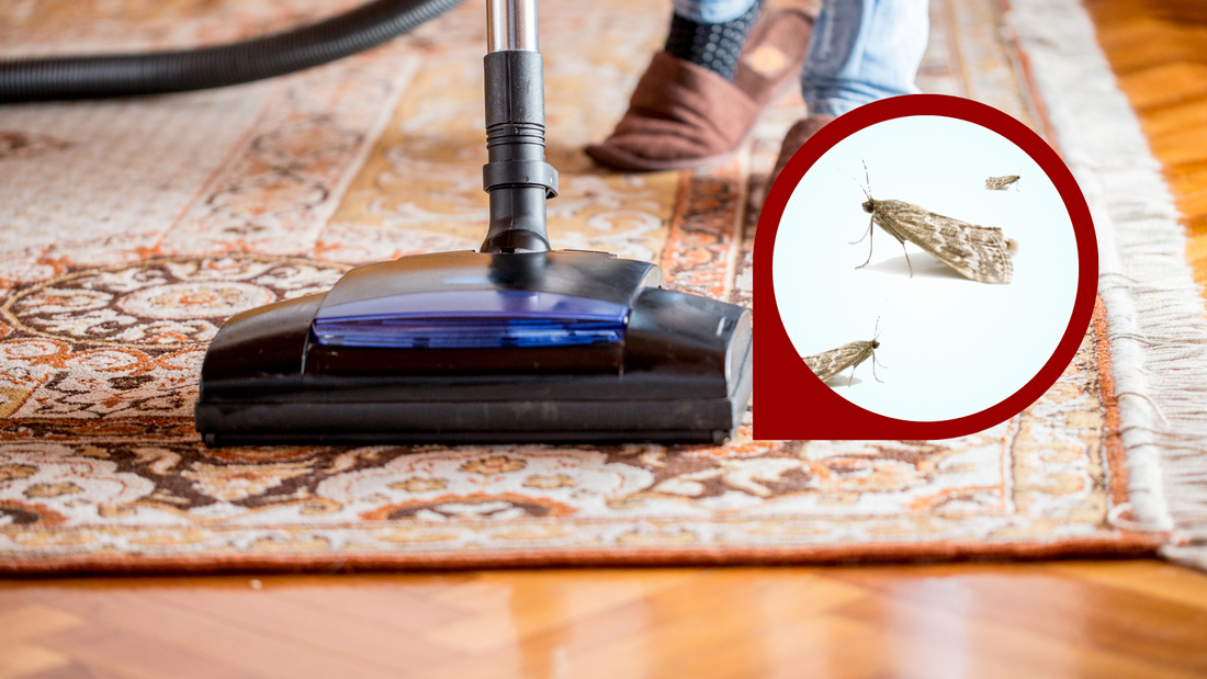 Protecting Your Investment: Preventing Moth Damage in Oriental Rugs